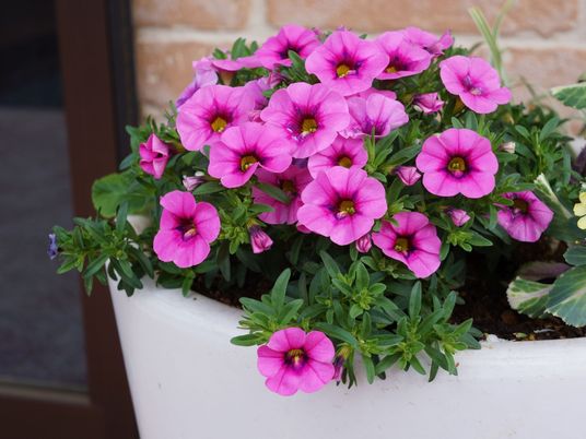 鮮やかな花壇の植物