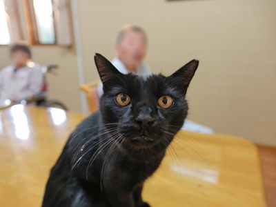 猫と背景に人々