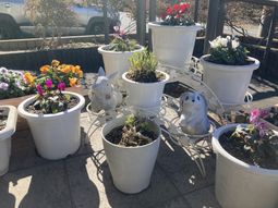 植物が並ぶテラス