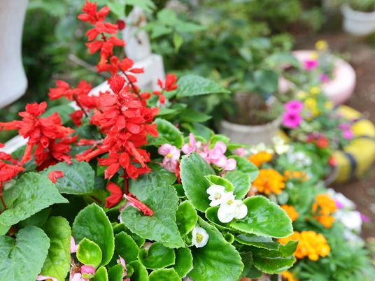 鮮やかな中庭の花々