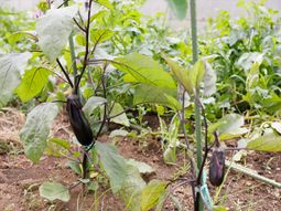 野菜を育てる庭