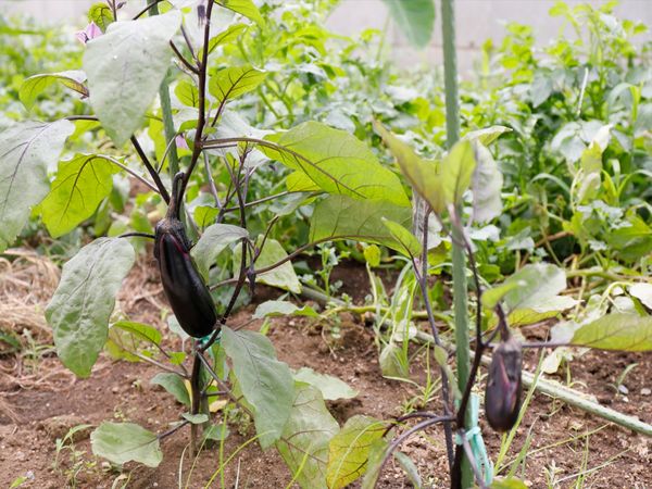 野菜を育てる庭
