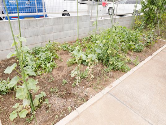 野菜が育つ小さな庭