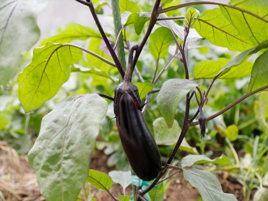 成長する野菜の様子