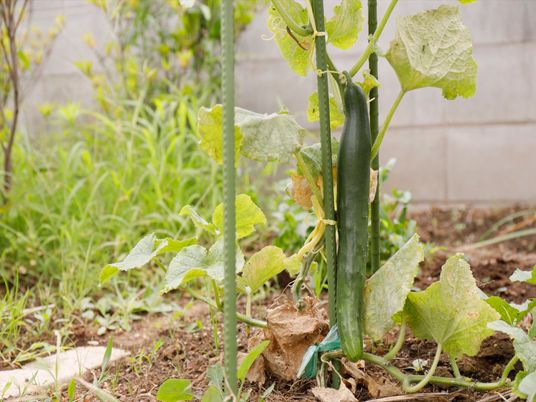中庭の緑豊かな植物
