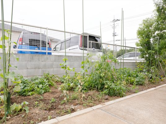 敷地内、駐車スペースの横に作られた小さな家庭菜園である。いくつかの弦は成長し、緑色の実をつけている。