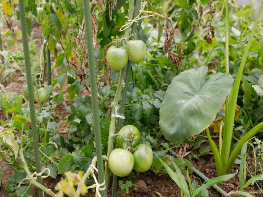 家庭菜園で育てているトマトの様子である。緑色の実をいくつか付けている。食べごろになるまでにはもう少し時間がかかる。