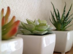 観葉植物が並ぶ棚