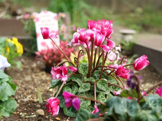 彩り豊かな中庭の花