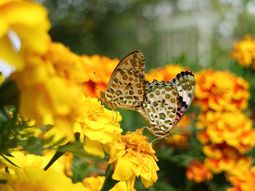 蝶が花に止まる様子