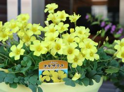 黄色いお花のオキシペタラム