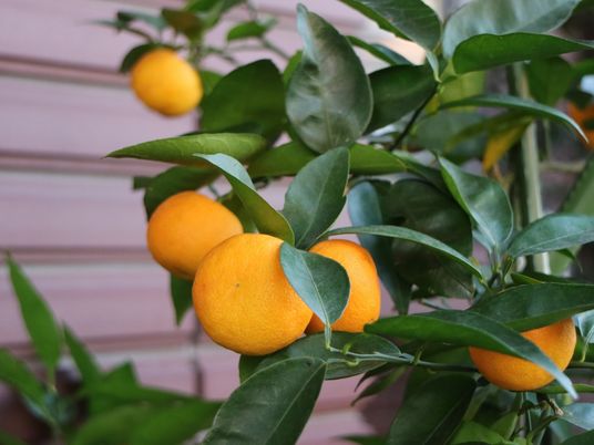 柑橘系の植物と実