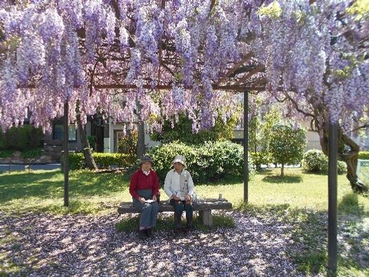 藤の花咲く中庭の休憩