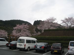 桜並木の駐車場  