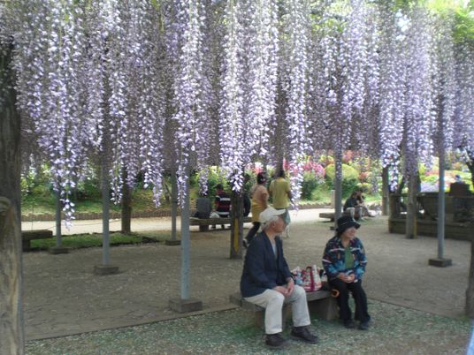 藤の花と休む人々