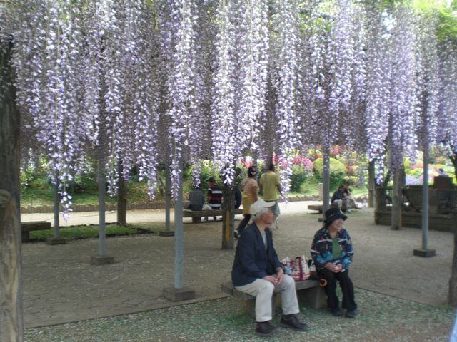 藤の花と休む人々 外出レク ゆったりとした中庭は、季節の花々が心を癒します。木陰でのんびり過ごされている方々が見受けられます。