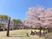 癒やしのある庭の風景