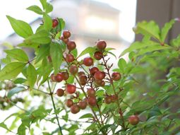 緑葉と赤い実の植物
