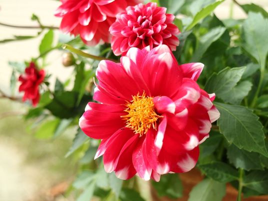 赤い花が咲く庭