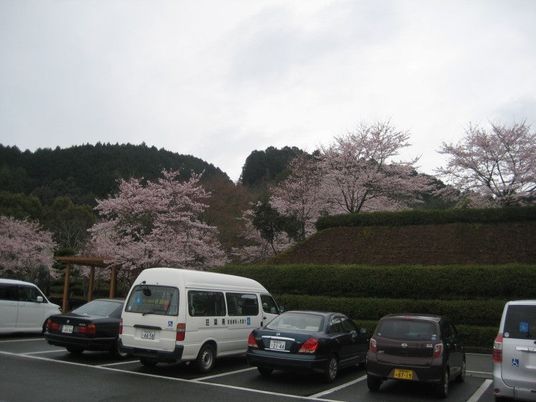 桜並木の駐車場  