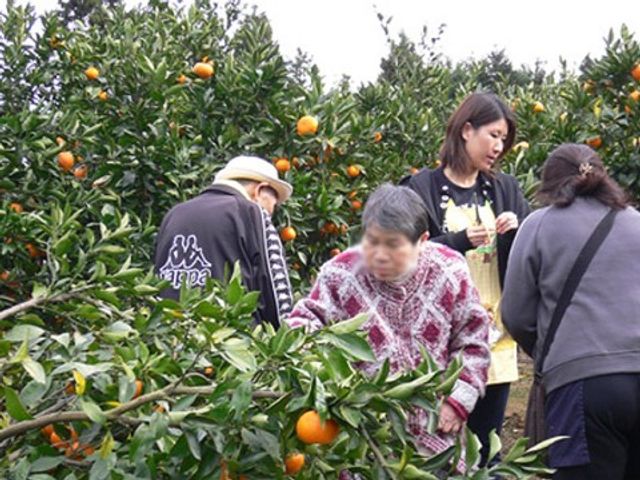 柑橘類の収穫活動 遠足 利用者同士が協力しながら柑橘類の収穫を楽しむ様子です。手を動かし、新鮮な空気の中で積極的に参加できる環境が整っています。