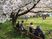 桜下での憩いのひと時
