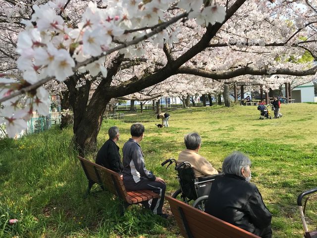桜下での憩いのひと時 外出レク 季節の移ろいを感じながら、ゆったりとした時間を過ごせる庭があります。心身のリフレッシュにぴったりな環境です。