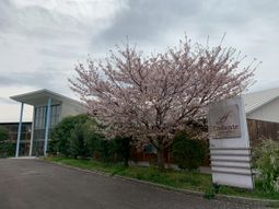 桜の木がある建物外観