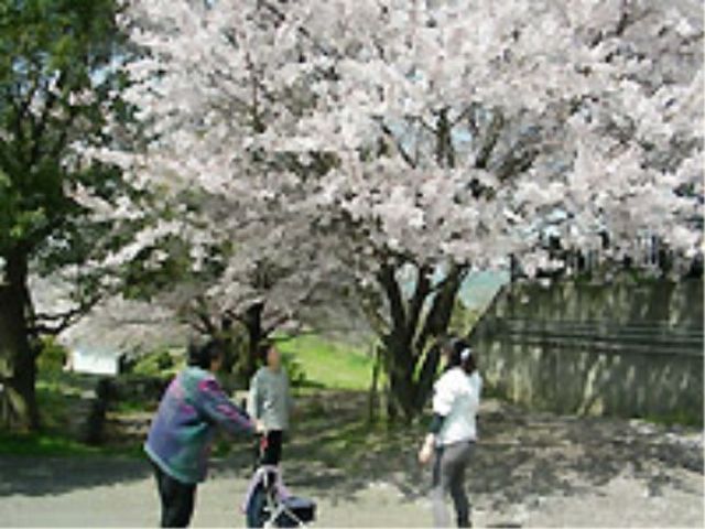 満開の桜と散歩中の人々