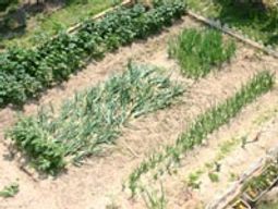 緑豊かな庭の様子