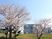桜のある外観  