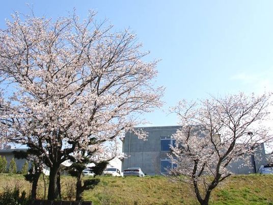桜のある外観  