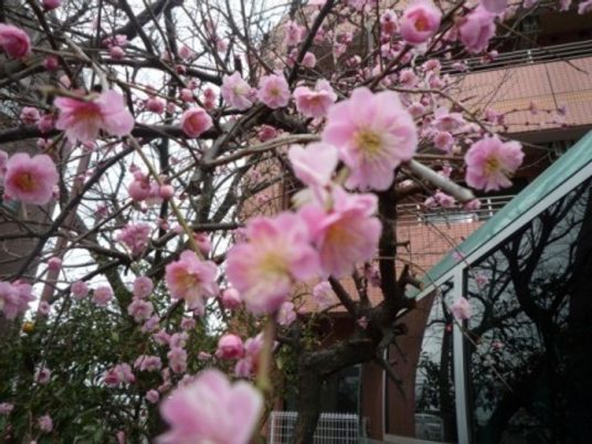 満開の花と建物の外観  