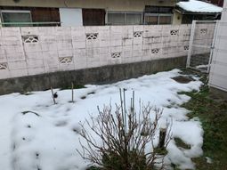 雪の積もった庭