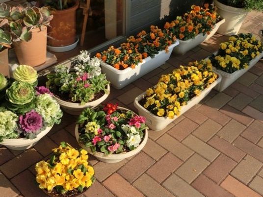 色とりどりの鉢植えが並ぶ庭先  