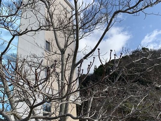 建物外観と木々  