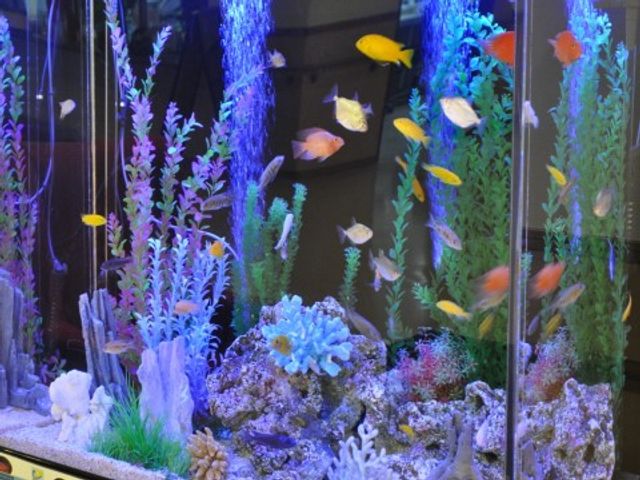 カラフルな魚の水槽 アクアリウム カラフルな魚が泳ぐ水槽は、訪れた方々に癒しの時間を提供しています。ゆったりと休息を取りながら、美しい水中景色をお楽しみください。