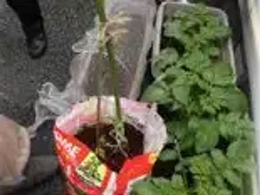 植物のあるスペース