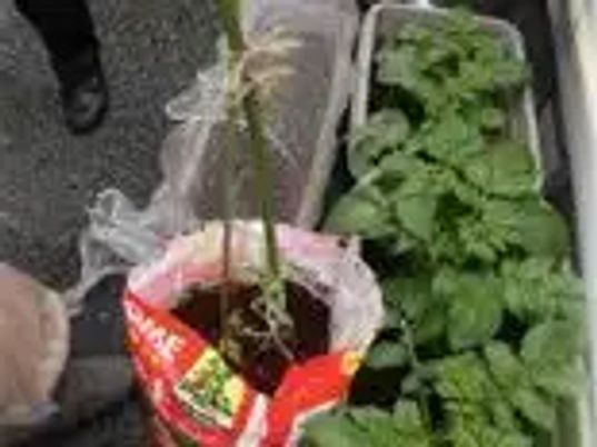 植物のあるスペース