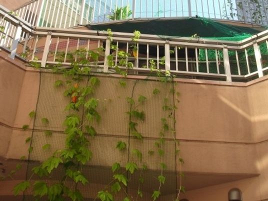 中庭の植栽  
