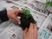 植物を扱う様子