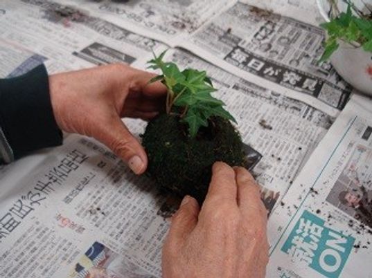 植物を扱う様子