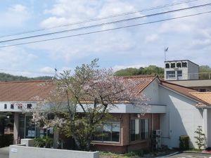 病院外観と桜  