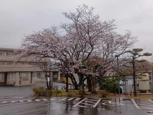 桜の木がある外観  