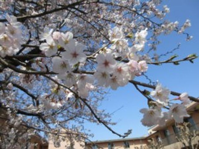 桜が見える庭 庭   青空の下で桜がきれいに咲いており、季節の移ろいを感じられる庭です。外に出て穏やかな気分で過ごせそうな雰囲気です。