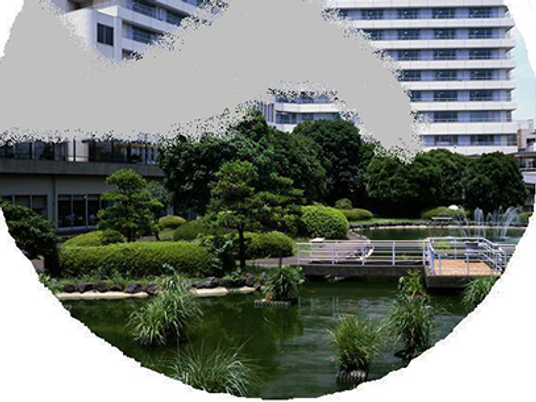 中庭の池と緑  