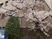 桜が咲く建物外観  