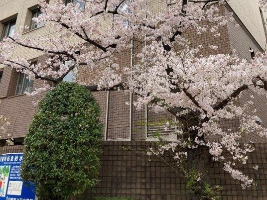 桜が咲く建物外観  