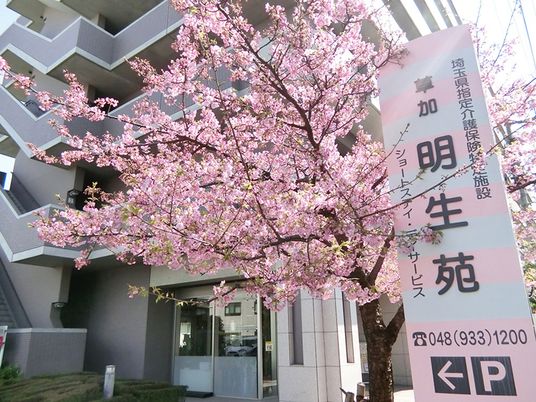 桜と建物の外観  