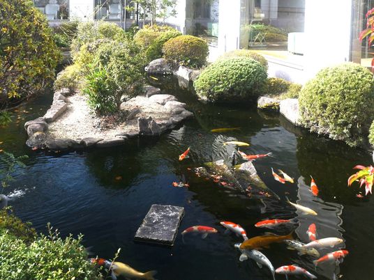 中庭の池と錦鯉  